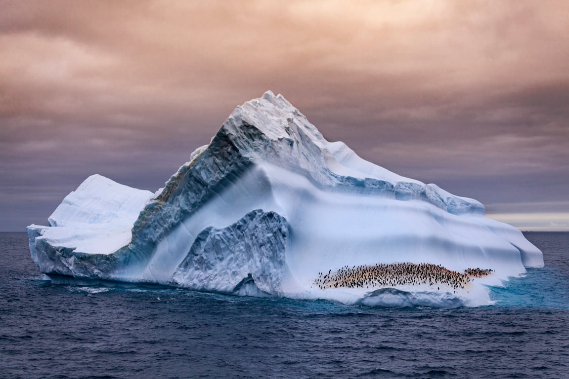 Large penguin colony on rocky Antarctic shore with towering icebergs in background